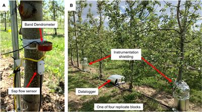 Assessing water stress in a high-density apple orchard using trunk circumference variation, sap flow index and stem water potential